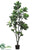 Fiddle Leaf Tree - Green - Pack of 2