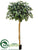 Ficus Topiary Tree - Green - Pack of 2