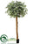 Ficus Topiary Tree - Variegated - Pack of 2