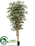 Silk Plants Direct Ficus Tree - Variegated - Pack of 2