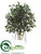 Ficus Retusa Tree - Green Two Tone - Pack of 2