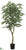 Ficus Tree - Green Two Tone - Pack of 2