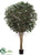 Ficus Retusa Tree - Green Two Tone - Pack of 1