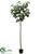 Sea Grape Tree - Green - Pack of 2