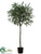 Locust Tree - Green - Pack of 2