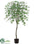 Maple Tree - Green - Pack of 4