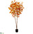 Maple Tree - Orange Yellow - Pack of 2