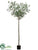 Silk Plants Direct Olive Tree - Green Two Tone - Pack of 2