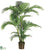 Kentia Palm Tree - Green - Pack of 2