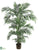 Kentia Palm Tree - Green - Pack of 2