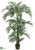 Kentia Palm Tree - Green - Pack of 2