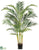 Areca Palm Tree - Green - Pack of 2