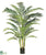 Areca Palm Tree - Green - Pack of 2