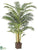 Areca Palm Tree - Green - Pack of 2
