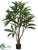 Plumeria Leaf Tree - Green Two Tone - Pack of 2