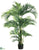 Kentia Palm Tree - Green - Pack of 2