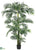 Kentia Palm Tree - Green - Pack of 2