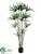 Papyrus Plant - Green - Pack of 2