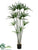 Papyrus Plant - Green - Pack of 2