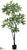 Pachira Aquatica Tree - Green - Pack of 2