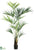 Kentia Palm Tree - Green Light - Pack of 2