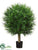 Podocarpus Ball Tree - Green - Pack of 2
