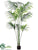 Kentia Palm Tree - Green - Pack of 2