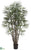 Rhapis Palm Tree - Green Two Tone - Pack of 2