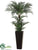 Areca Palm Tree - Green - Pack of 2