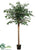 Fishtail Palm Tree - Green - Pack of 2