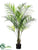 Areca Palm Tree - Green - Pack of 2
