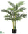 Areca Palm Tree - Green - Pack of 2