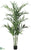 Kentia Palm Tree - Green - Pack of 2