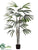 Rhapis Palm Tree - Green - Pack of 2