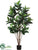 Rubber Plant - Green - Pack of 2