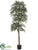 Ruscus Tree - Green - Pack of 2
