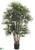 Rhapis Palm Tree - Green - Pack of 2