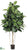 Rubber Tree - Green Two Tone - Pack of 2