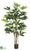 Schefflera Tree - Green - Pack of 2