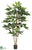 Schefflera Tree - Green - Pack of 2
