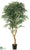 Smilax Tree - Green Two Tone - Pack of 2
