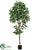 Shikiba Topiary Tree - Green - Pack of 2