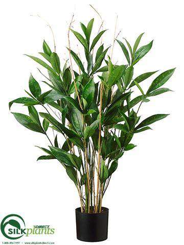 dracaena surculosa plant Dracaena Surculosa Plant - Green - Pack of 4 - (CRG-722TTLS)