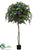 Wisteria Tree - Green Lavender - Pack of 2