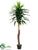 Yucca Tree - Green Two Tone - Pack of 2