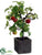 Apple Tree - Red - Pack of 3