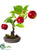 Apple Bonsai Tree - Red - Pack of 4