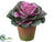 Cabbage - Green Purple - Pack of 24