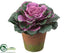 Silk Plants Direct Cabbage - Green Purple - Pack of 24