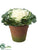 Cabbage - Green White - Pack of 24